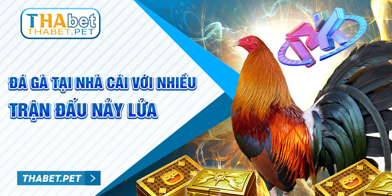 Đá gà tại nhà cái với nhiều trận đấu nảy lửa